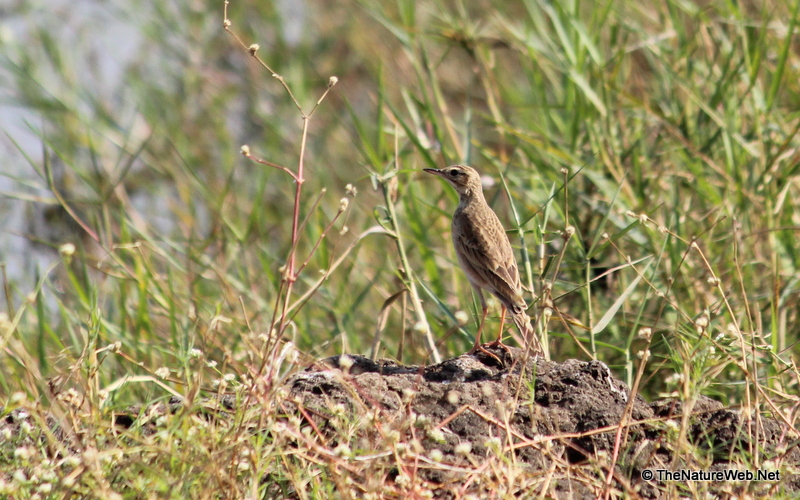 Long-billed Pipit